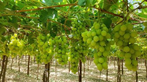 Agropromishlenniy xolding 'Solnechnaya dolina'